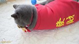 猫咪穿成这样是要去干什么？一只猫的春节时装秀