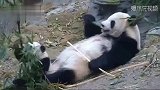 好可爱！叠叠熊，麻麻熊垫！