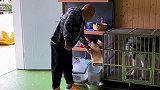 养阿拉斯加 要从小教育，不然很容易护食咬人萌宠出道计划 爱宠来狂欢 宠物