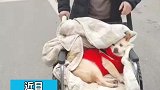 小狗陪了老人18年，走不动后被当作亲人照顾