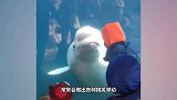 男孩在白鲸面前翻跟斗，白鲸接下来的反应，简直是要成精了