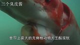 被称为”深海水怪“巨型鱿鱼，体长能达到20米，给你敢吃吗？