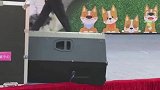 狗子：混口饭真不容易，还得上舞台表演表演！