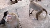 可怜的小猴就是在这样“残酷”的环境下成长的！