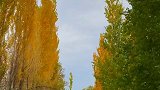 杨树裹着凉风，走在乡间小路，是北方的秋天#秋天 #伊犁 #霍城县大西沟
