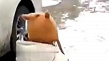 萌娃不听妈妈劝阻，结冰路面奔跑结果接连摔跤