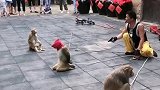 猴子装死了。