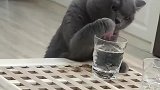 猫:别人杯子里的水,味道或许好点!
