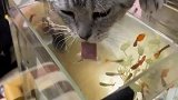猫咪可别在吃了，鱼缸的鱼都被你吃光了
