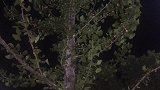 晚上逛街突然发现很多“龙眼”，走近一看不对劲，美女说出了实情