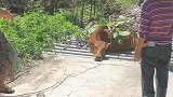 黄牛四脚全落铁管下面了