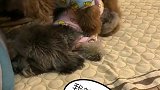 傻灰哪时候太犟了脾气。