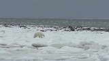 北极熊发现海水里躲藏的海豹，由于没有浮冰，只能灰溜溜的跑开