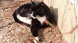 卧在墙角晒太阳的猫咪，看这懒洋洋的样子，也想去晒太阳了！