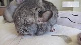 可爱小龙猫打瞌睡，发出吱吱声，这声音太治愈了！