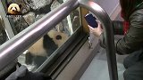 熊猫宝宝来到玻璃窗前宠粉：记得把熊家拍得美一点哦！