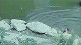 俩小孩在河边玩耍不慎落水，要不是监控，都不知道他们经历了什么
