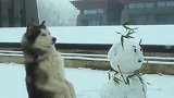 在大雪中练功的二哈，造型和雪人有一拼，融化后的雪人会模仿吗