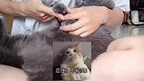 小猫咪剪指甲话太多