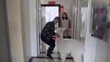 羊驼贝贝：咦，是粑粑回来了，我要去接粑粑
