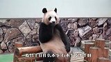 大熊猫现场表演吃手手，太可爱了，网友：好吃吗？