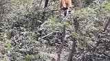 猴子：你们都跟着我学，我可是蹦迪高手呢！