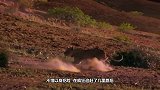 作死男子翻进虎园挑衅老虎，不料老虎发难，悲剧发生了
