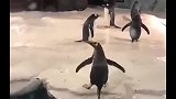 英国呆萌的小企鹅，脚下老是打滑站不稳，企鹅：我和我最后的倔强