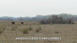马儿陷入臭水沟无法脱身，被救援人员救出后，马儿的举动让人感动