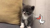 小奶猫打嗝的可爱画面，老三放臭P给老二吃，老二最终扛下了所有