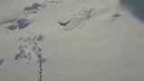 暴雪天气把狗子忘在门外了，一夜暴雪过后