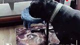 这是一条讲究狗