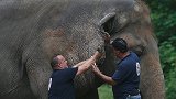 被关35年！“世界上最孤独的大象”被解救 将转移至动物保护区