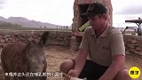 美女在垃圾堆救出受伤犀牛