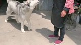 闪电不会去咬人的哈 大家放心 就是闪电在家 我家吃个鱼 是很难的事情哈士奇 宠物