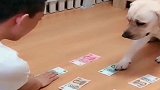 宝宝和金毛打架，金毛举起爪爪阻止！太有意思了