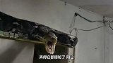 外国人胆子就是大，徒手将一条宠物蟒蛇降服，厉害了我的哥