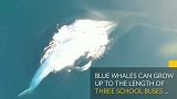 蓝鲸：蓝鲸捕食，一口吞下整个磷虾群