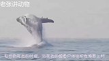 一男子兴奋跳上鲸鱼尸体拍照时，突然又现神秘生物