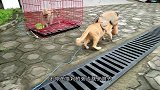 两只猫咪打架，速战速决，拳拳到肉打得啪啪响