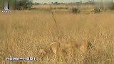水下刚生完小牛犊，群狮就来了，它怎么死里逃生