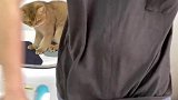 你们就是想看闹哥欺负我吧~