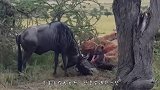 鬣狗追击食蚁兽，猛扑而上正要吃肉，怎料食蚁兽突然消失不见！