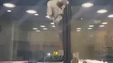 猫咪为了寻找自己的伙伴拼命跑上去，小伙伴也在对面等待着它……