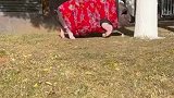 三百斤的宠物猪你见过没这都能拿来当初宠物，真是牛啊