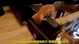 小奶猫逃出箱子，想看看外面的世界，太萌了