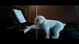搞笑动物！狗狗钢琴弹唱
