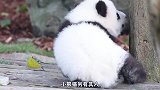 小熊猫冬天初次出门，开心坏了，彻底放飞了自我