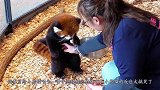 饲养员给小熊猫喂食，伸手想摸摸它的肚子，小熊猫的反应意外了