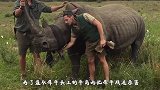 犀牛妈妈被割角，犀牛宝宝为保护妈妈，用弱小的身体去顶撞人类